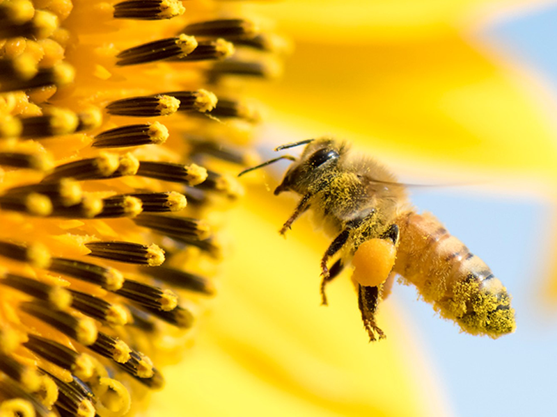 How To Save The Bees From Home